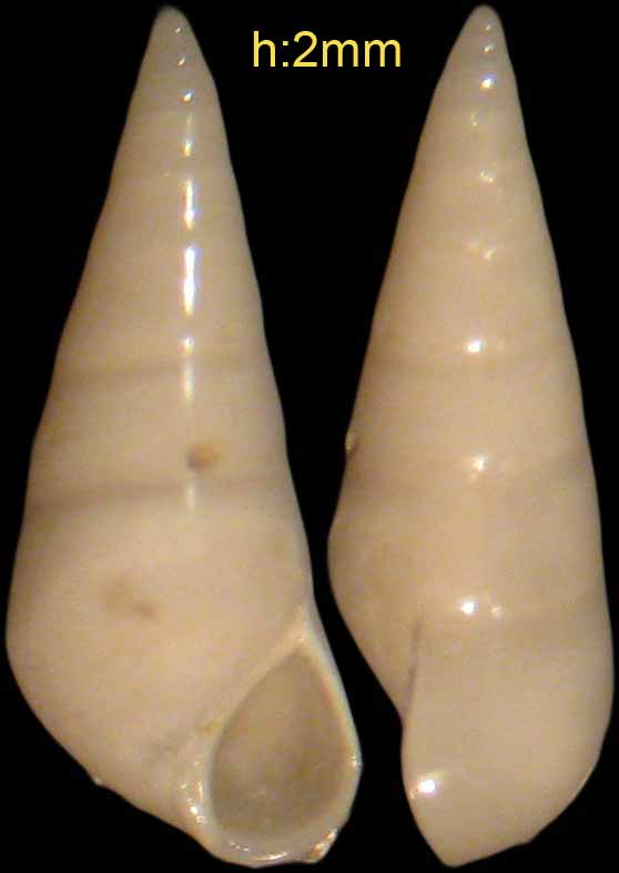 Melanella boscii? - Capraia 15mt
